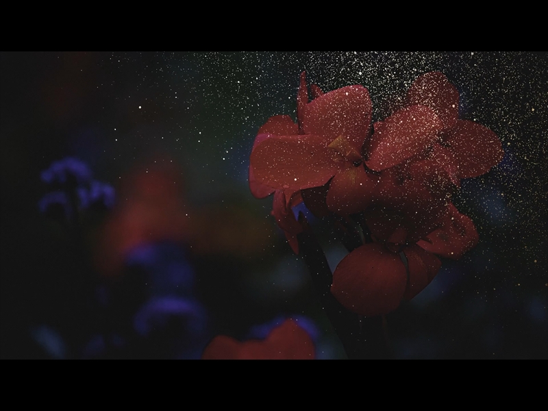 EBONY FLORAL: LOOP 04