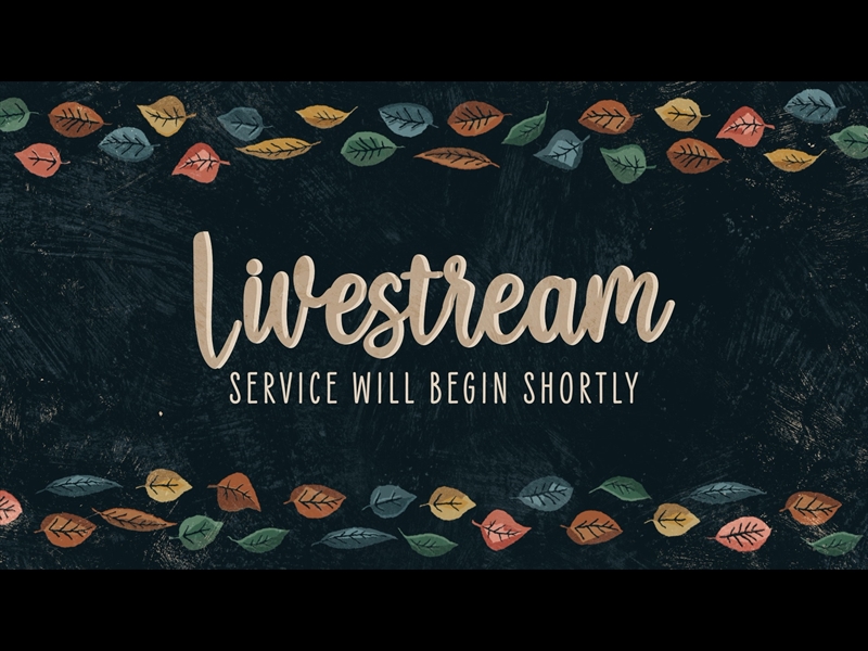 HAPPY LEAVES LIVESTREAM