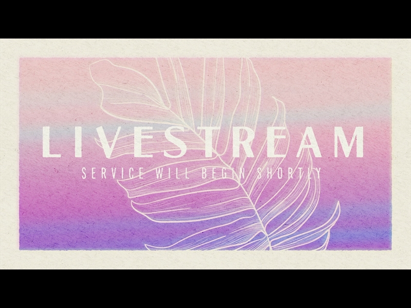 PAPER PALM LIVESTREAM
