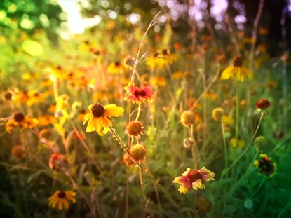 FLOWERS 4