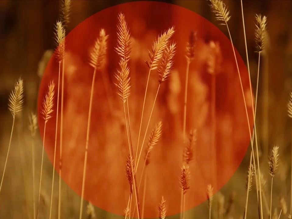 FALL TALL GRASS MOTION