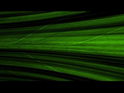 PALM GREEN LEAF WORSHIP MOTION