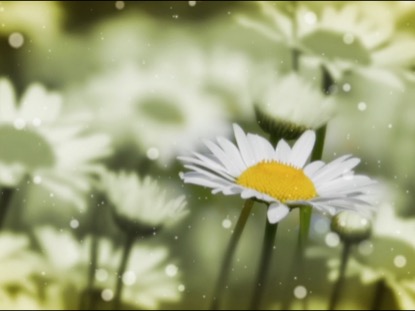SUMMER DAISIES MOTION LOOP