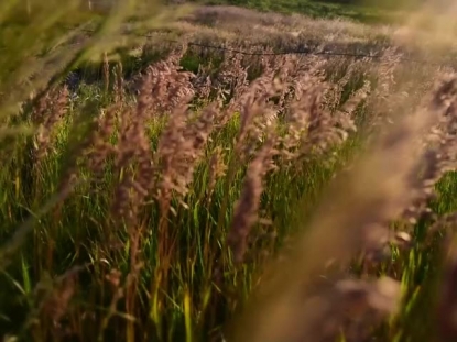 TALL GRASS NATURE BACKGROUND