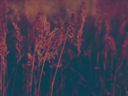 TEXTURED NATURE SUMMER GRASS