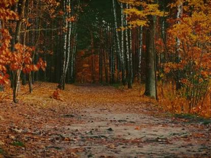 AUTUMN COLORS PATH