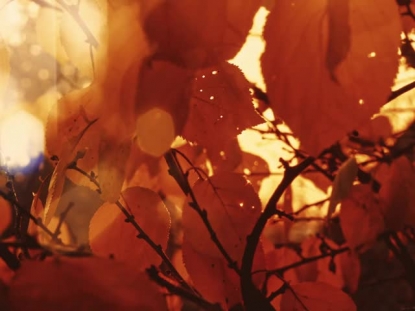 AUTUMN DREAM AWASH