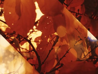 AUTUMN DREAM AWASH ALT