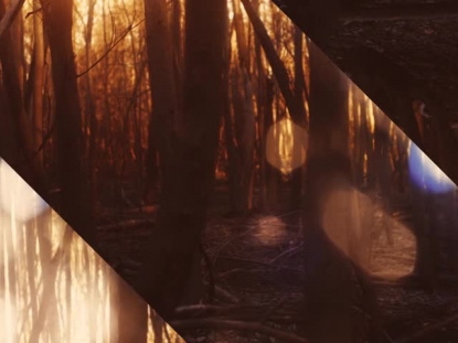 AUTUMN DREAM FOREST ALT