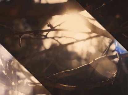 AUTUMN DREAM VISION ALT