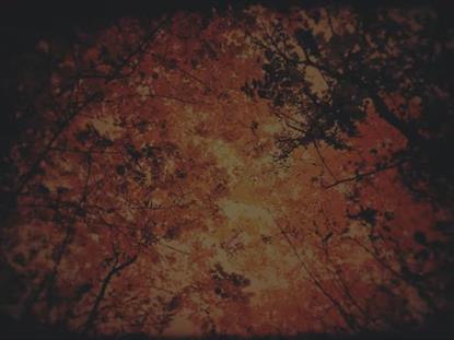 AUTUMN FIRE INFERNO SUBDUED