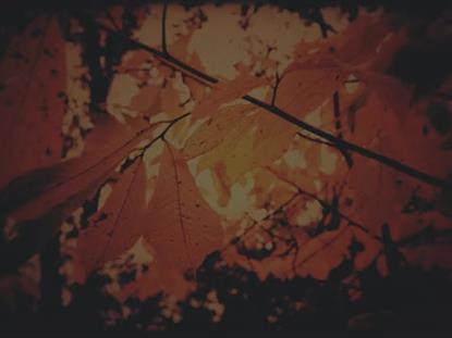 AUTUMN FIRE SPARKS SUBDUED