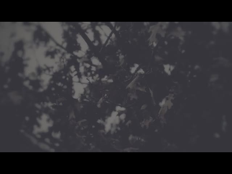 BLEAK BEAUTY LEAVES FADE