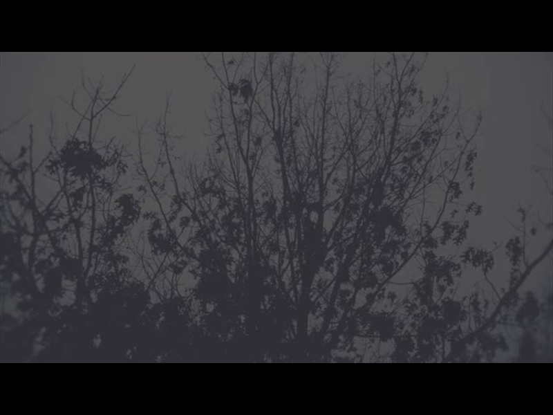 BLEAK BEAUTY TREE FADE