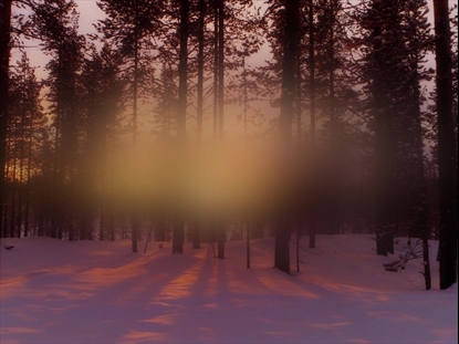 NEW BEGINNING FOREST