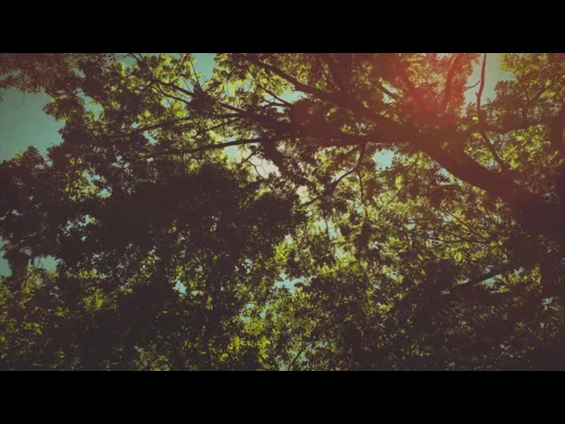 SUMMER BRIGHT CANOPY