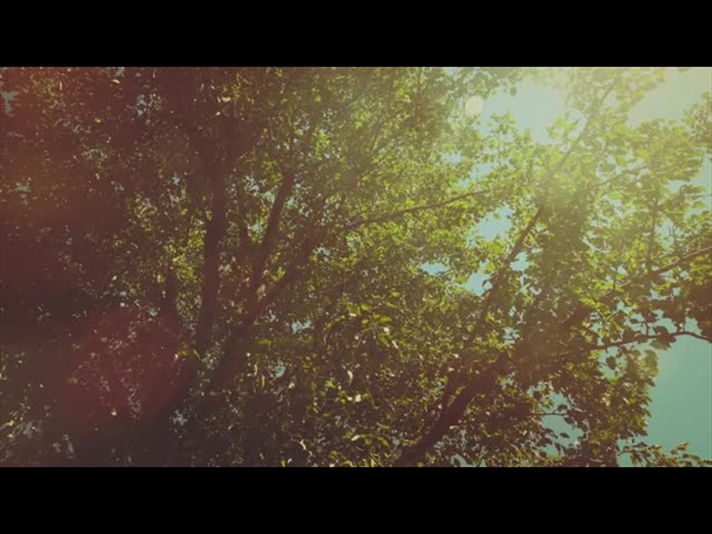 SUMMER BRIGHT FOLIAGE