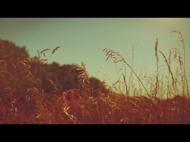SUMMER BRIGHT GRASSES