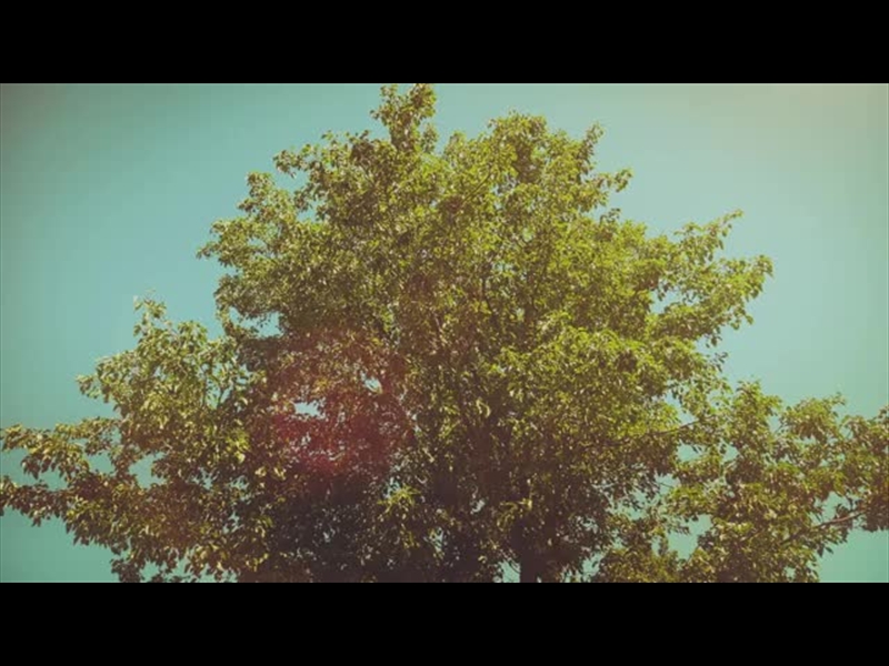 SUMMER BRIGHT SOLITARY