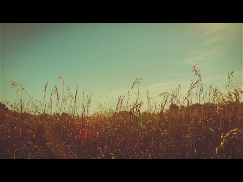 SUMMER BRIGHT VERDANT