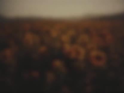 VINTAGE SUNFLOWERS FORWARD BLUR