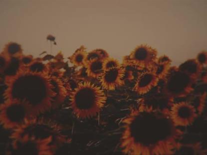 VINTAGE SUNFLOWERS GROUP