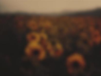 VINTAGE SUNFLOWERS LOW BLUR