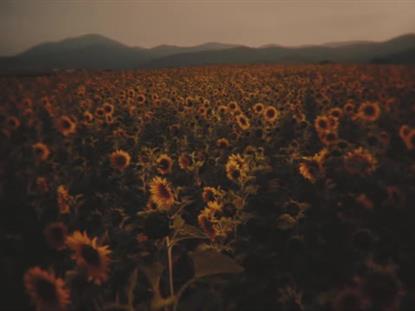 VINTAGE SUNFLOWERS SIDE