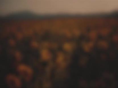 VINTAGE SUNFLOWERS SIDE BLUR