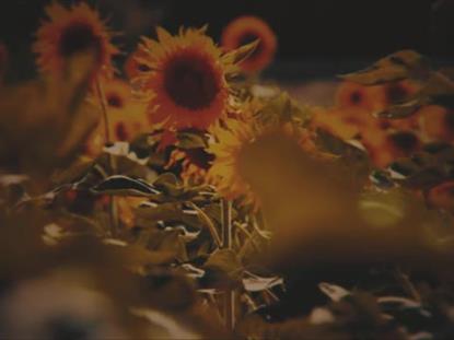 VINTAGE SUNFLOWERS STALKS