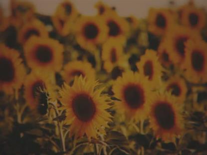 VINTAGE SUNFLOWERS SUNWARD