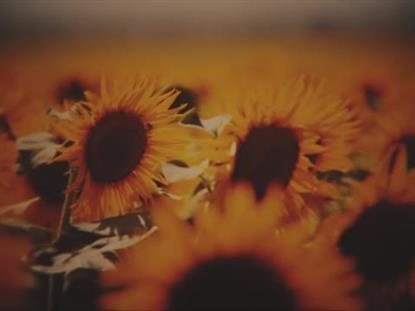 VINTAGE SUNFLOWERS WARM