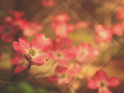 FRESH FLOWERS LONG PLAY