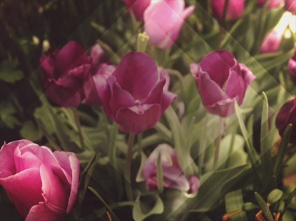 FRESH FLOWERS PINK TULIPS