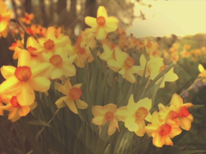 FRESH FLOWERS YELLOW