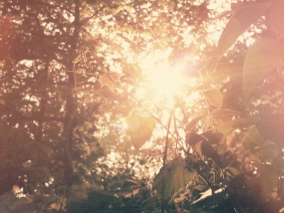 LEAFY SUNSHINE