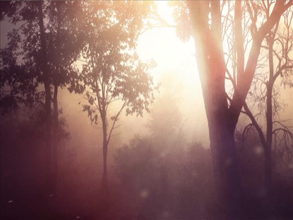 ONE HOPE TREES
