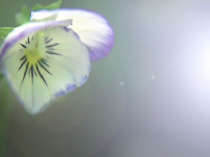 SPRING FLOWERS LONG PLAY