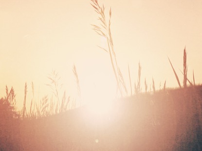 SUNSET GRASS
