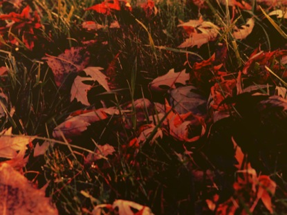 THANKSGIVING LIGHT FALL