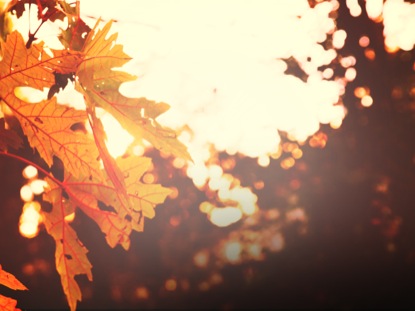 THANKSGIVING LIGHT GOLD