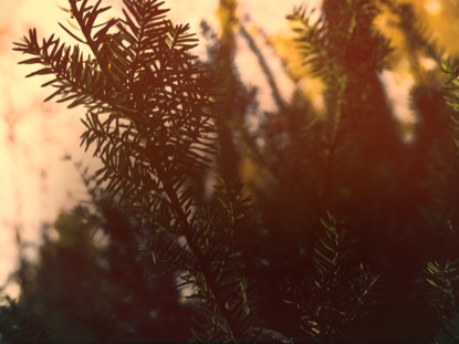 THANKSGIVING LIGHT GREEN