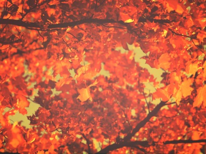 THANKSGIVING LIGHT LEAVES