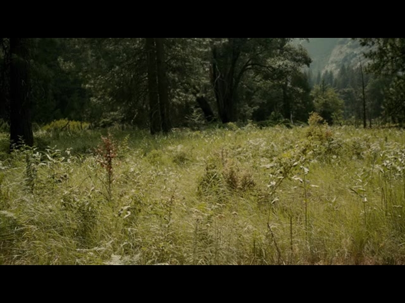 YOSEMITE MEADOWS MOTION - 14