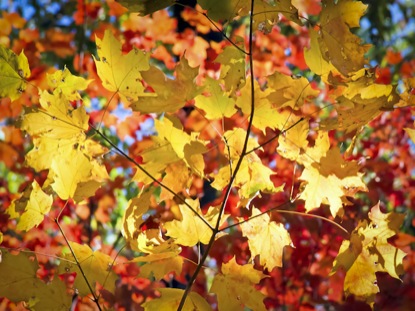 5 MINUTE FALL COLOR LOOP