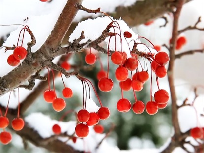 CRAB APPLE SNOW LOOP