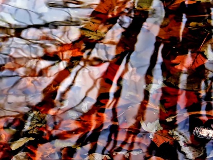 FALL LEAVES AND BRANCHES REFLECTION