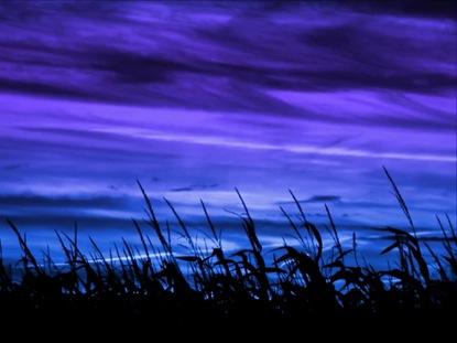 HARVEST MAIZE BLUE VIOLET