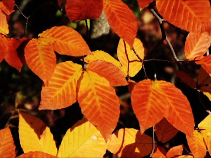 ORANGE YELLOW LEAVES