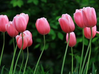 Pink Tulips In The Breeze | Vision 111 | WorshipHouse Media
